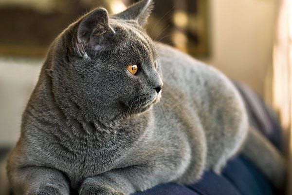 Cat Weight Loss Canned Food For Weight Loss