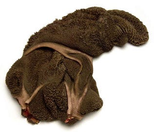 tripe for dogs