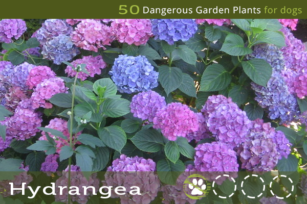 is hydrangea poisonous for dogs