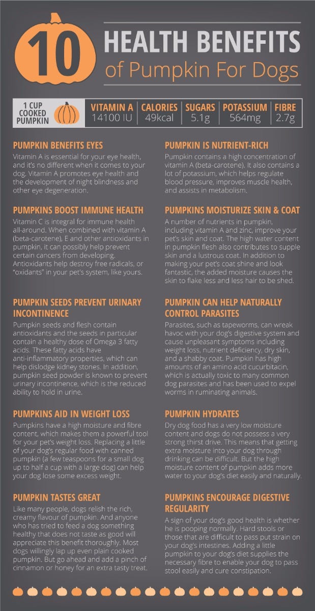 10 Health Benefits of Pumpkin for Dogs