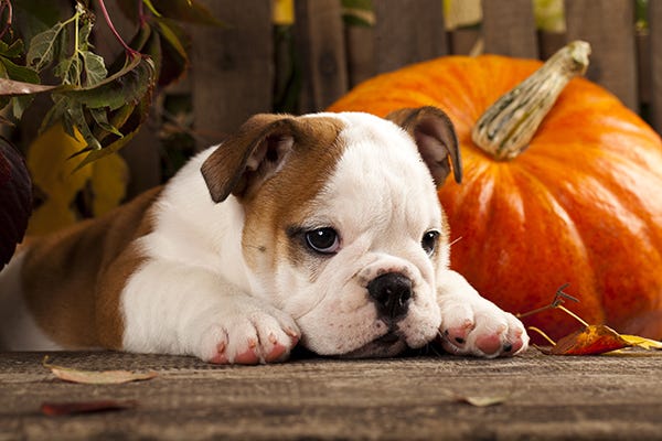 Puppy with Pumpkin is pumpkin good for dogs