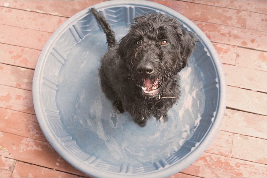 outdoor puppy toys