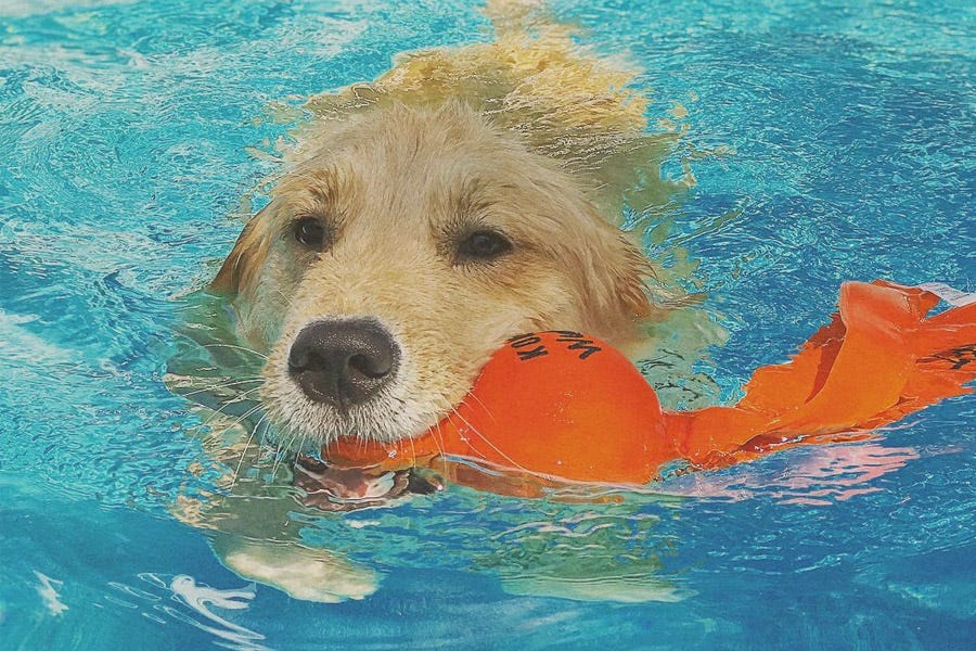 outdoor puppy toys