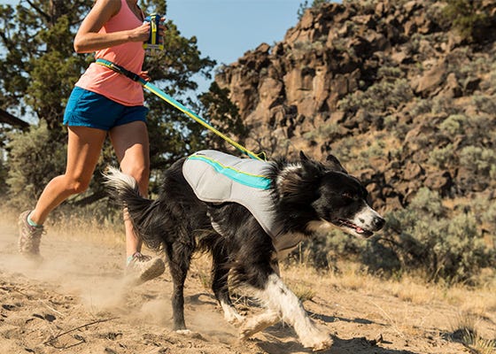 dog-running-on-hands-free-leash