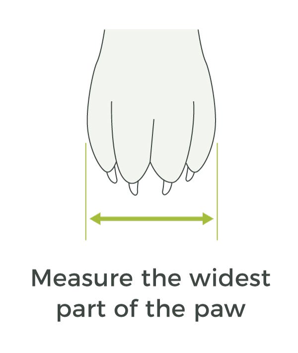 Dog paw measurement