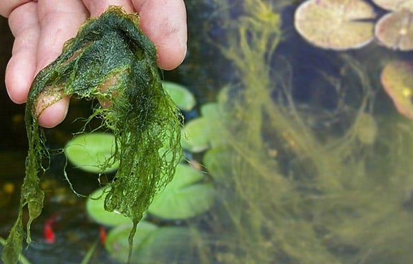 How to Treat and Control Pond Algae