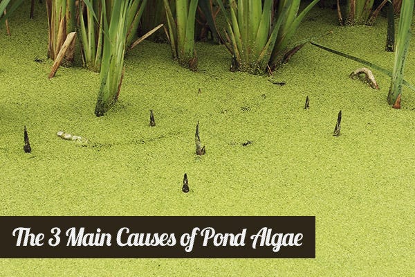 3 Main Causes of Pond Algae