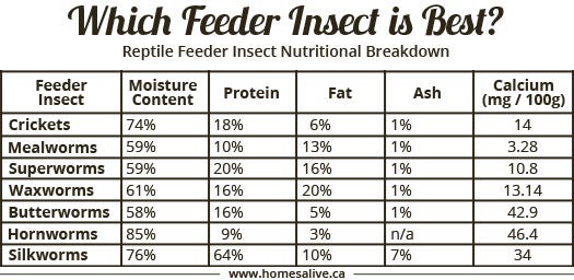 Bearded Dragon Nutrition Chart